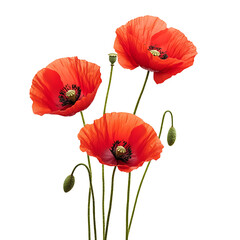 Red poppy flowers with vibrant red poppies, delicate petals transparent background.png
