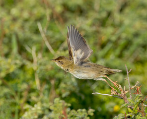 Common Grasshopper Warbler, Locustella naevia