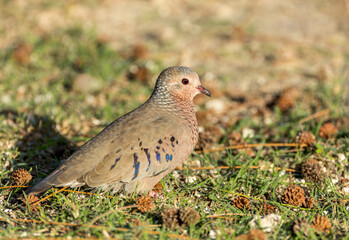 Common Ground Dove, Columbina passerina
