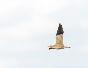 Cream-colored Courser, Cursorius cursor