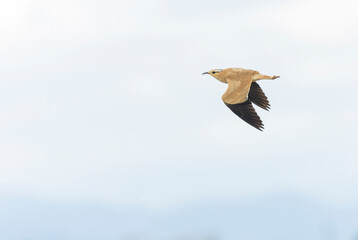 Cream-colored Courser, Cursorius cursor