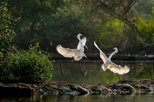 Little white egret (a species of small heron) fighting over space in early morning, TS Chanakya, Mumbai, Maharashtra, India 