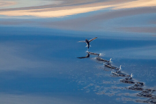 Flying fish (Exocoetidae species)