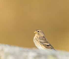 Twite, Carduelis flavirostris