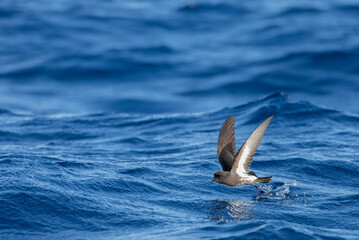 New Zealand Storm Petrel, Fregetta maoriana