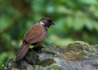 Nonggang Babbler, Stachyris nonggangensis