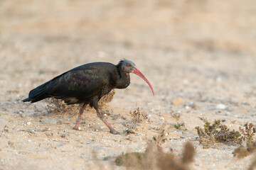 Northern Bald Ibis, Geronticus eremita