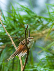 Yellow-billed Cuckoo, Coccyzus americanus