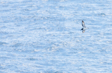 Gould's Petrel, Pterodroma leucoptera