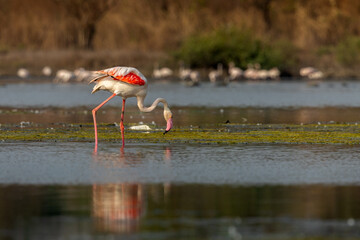 Lesser flamingoes at high tide in the water , TS Chanakya, Mumbai, India © santosh