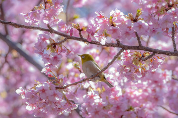 河津桜とメジロ
