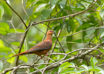 MacKinlay's Cuckoo-Dove, Macropygia mackinlayi