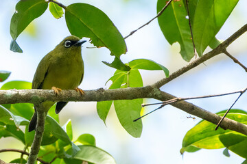 Solomons White-eye, Zosterops kulambangrae