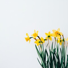 Bright yellow flowers in a vase bring spring cheer to a simple white wall backdrop.