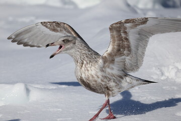 The glaucous-winged gull (Larus glaucescens) is a large, white-headed gull. This photo was taken in Hokkaido, Japan.