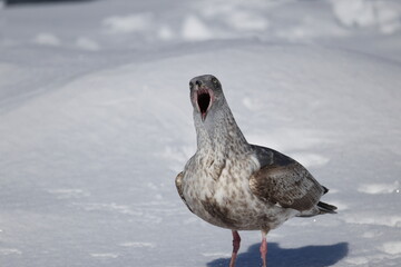 The glaucous-winged gull (Larus glaucescens) is a large, white-headed gull. This photo was taken in Hokkaido, Japan.