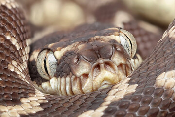 Australian Rough-scaled Python showing close up of facial area and heat sensing pits