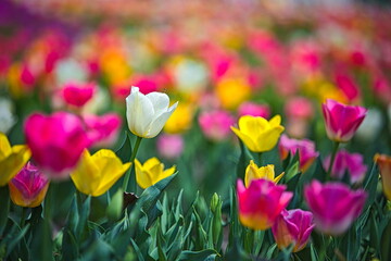 春の公園の芝生では花が一斉に咲き始めますが代表的な花はチューリップです
