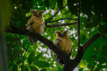 A pair of buffy fish owl (Ketupa ketupu) resting on a tree branch during daylight, protected by tree shades
