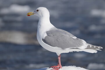 The glaucous-winged gull (Larus glaucescens) is a large, white-headed gull. This photo was taken in Hokkaido, Japan.