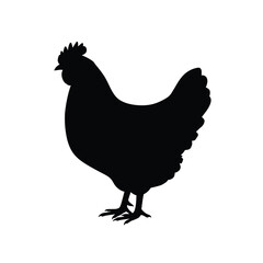 rooster isolated on white