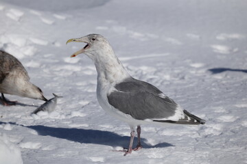 The glaucous-winged gull (Larus glaucescens) is a large, white-headed gull. This photo was taken in Hokkaido, Japan.