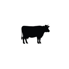 black and white cow
