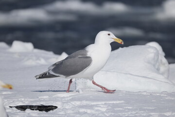 The glaucous-winged gull (Larus glaucescens) is a large, white-headed gull. This photo was taken in Hokkaido, Japan.