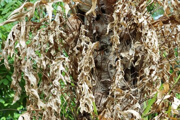 Dried basket fern (Drynaria rigidula) on a tree