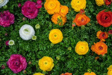 Fototapeta premium A flower garden filled with colorful roses