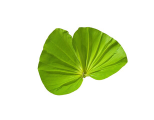 green leaf isolated on white