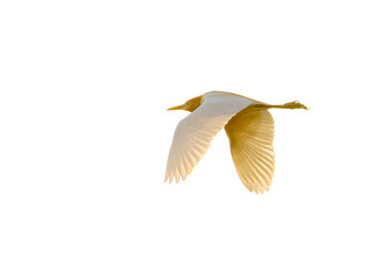 Eastern Cattle Egret, Bubulcus coromandus