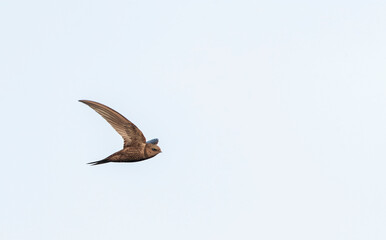 Plain Swift, Apus unicolor