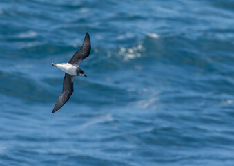 Soft-plumaged Petrel, Pterodroma mollis