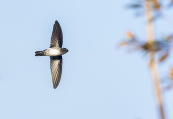 Satin Swiftlet, Collocalia uropygialis albidior