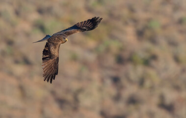 Yellow-billed Kite, Milvus aegyptius parasitus
