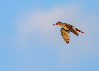 Common Redshank, Tringa totanus