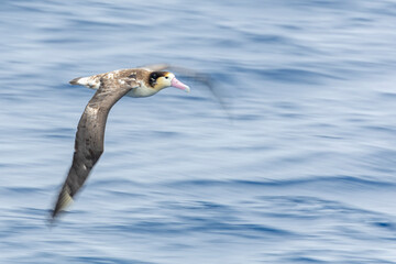 Short-tailed Albatross, Phoebastria albatrus