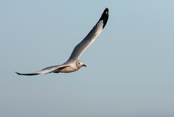 African Grey-headed Gull, Chroicocephalus cirrocephalus poliocephalus