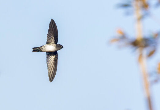 Satin Swiftlet, Collocalia uropygialis albidior
