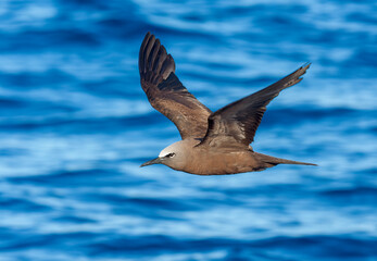 Common Brown Noddy, Anous (stolidus) stolidus