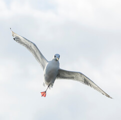 Vega Gull, Larus vegae