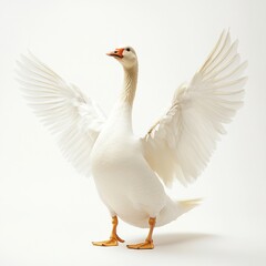 Obraz premium A farmyard goose stretching its wings, soft white feathers detailed, high-key lighting, full-body shot, white background. 