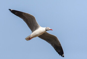 African Grey-headed Gull, Chroicocephalus cirrocephalus poliocephalus