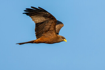 Yellow-billed Kite, Milvus aegyptius parasitus