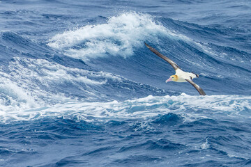 Obraz premium Short-tailed Albatross, Phoebastria albatrus