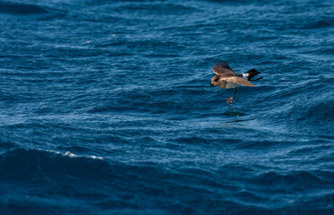 Naklejka premium Gough Black-bellied Storm-Petrel, Fregetta tropica melanoleuca
