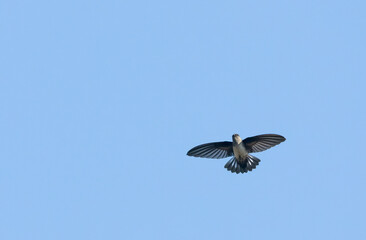 Satin Swiftlet, Collocalia uropygialis albidior