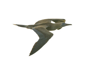 Red-footed booby, Sula sula rubripes
