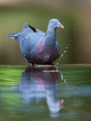 Trocaz Pigeon, Columba trocaz